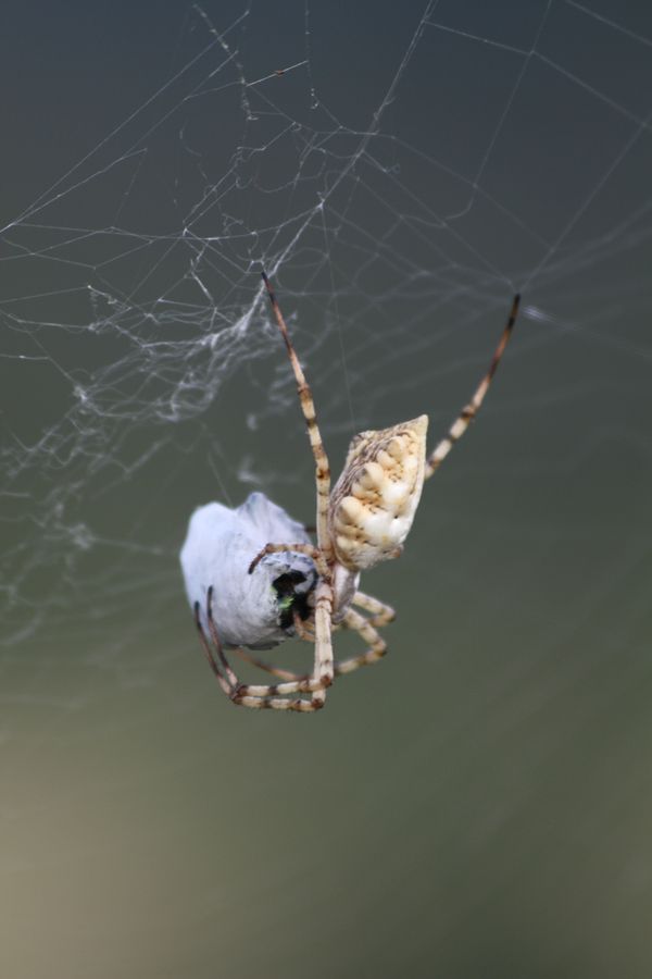 Argiope lobata